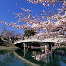 Цветение сакуры