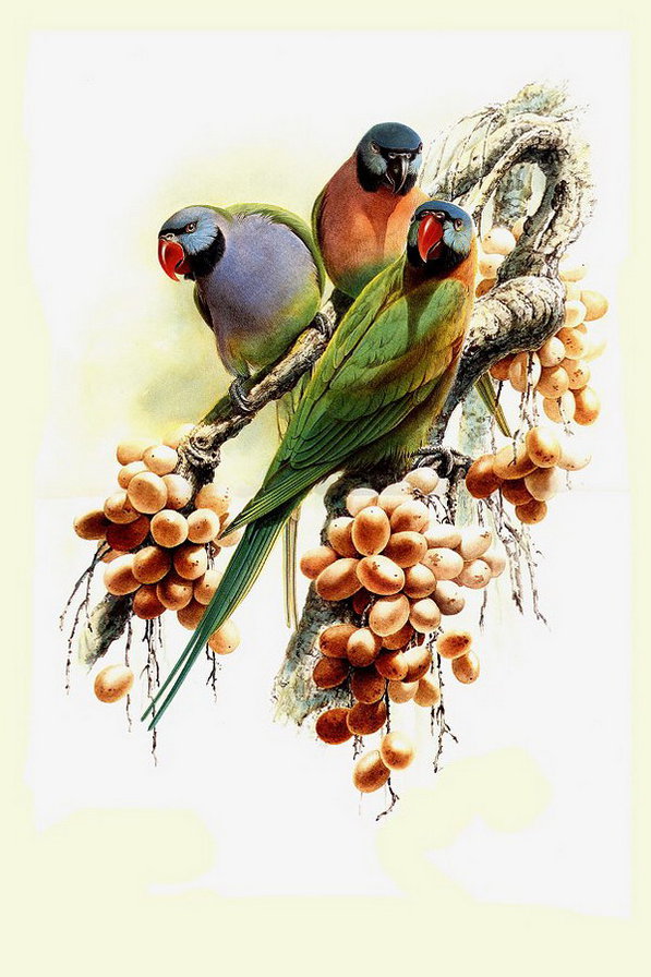 попугайчики - птицы - оригинал