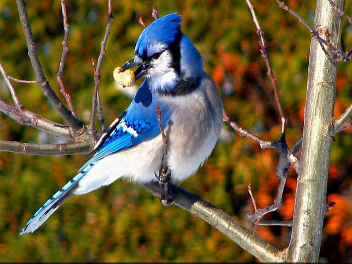 №637022 - птицы - оригинал