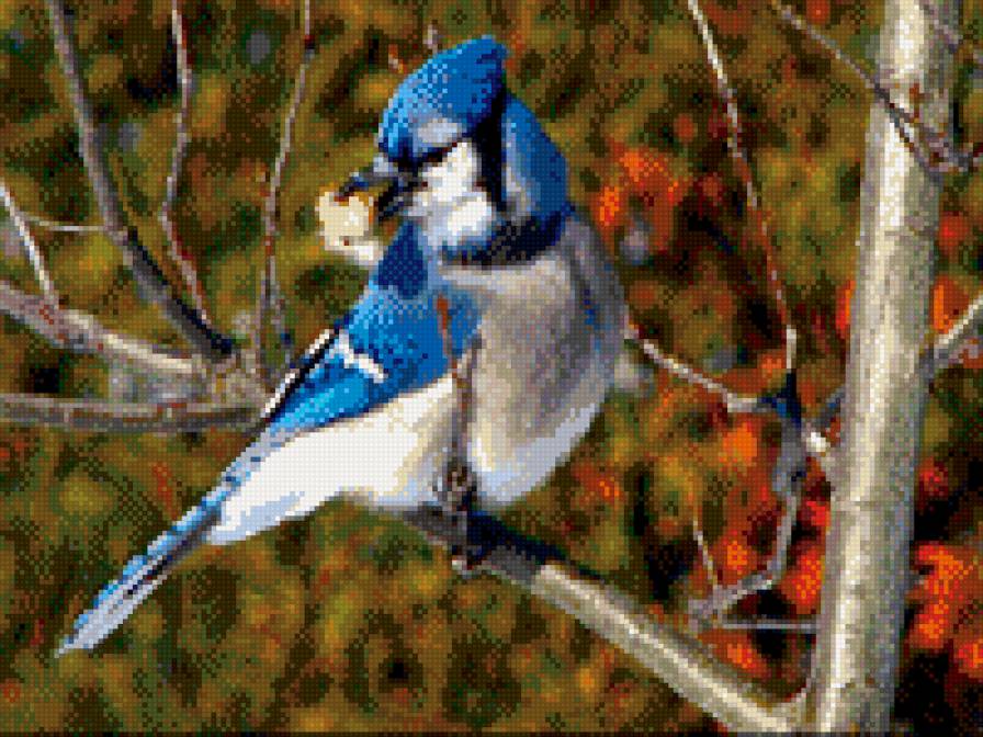 №637022 - птицы - предпросмотр