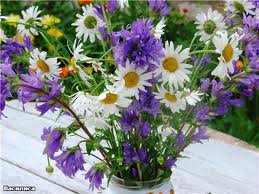 ромашки - цветы - оригинал