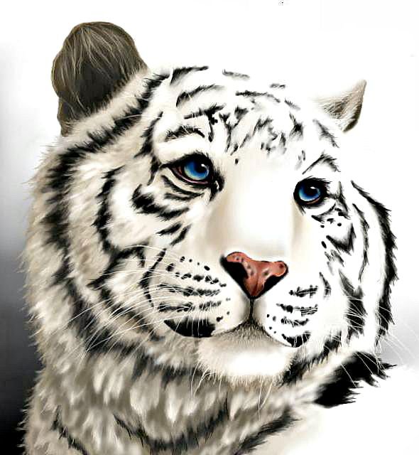Белый Тигр - тигр, животные - оригинал