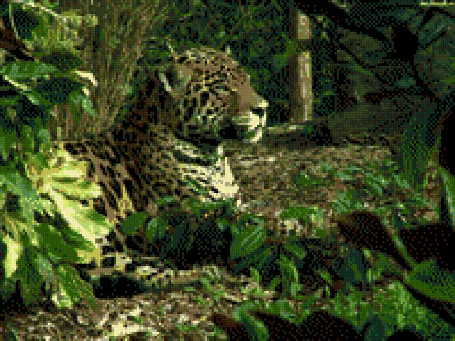 Леопард в лесу - животные - предпросмотр