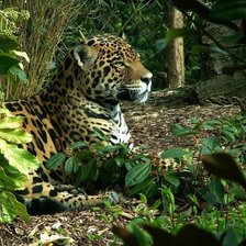 Схема вышивки «Леопард в лесу»