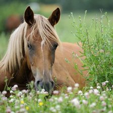 Схема вышивки «лошадь в поле»