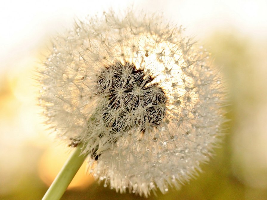 одуванчик - цветок одуванчик - оригинал