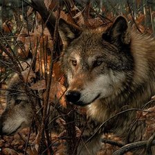 Схема вышивки «Волки»