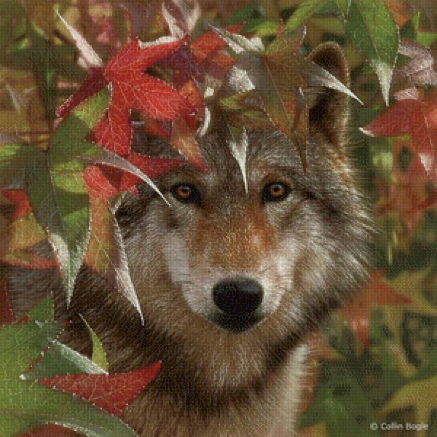 Волк - предпросмотр