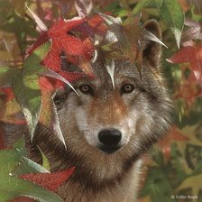 Схема вышивки «Волк»