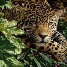 Схема вышивки «Красавец»