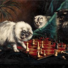 коты и шахматы