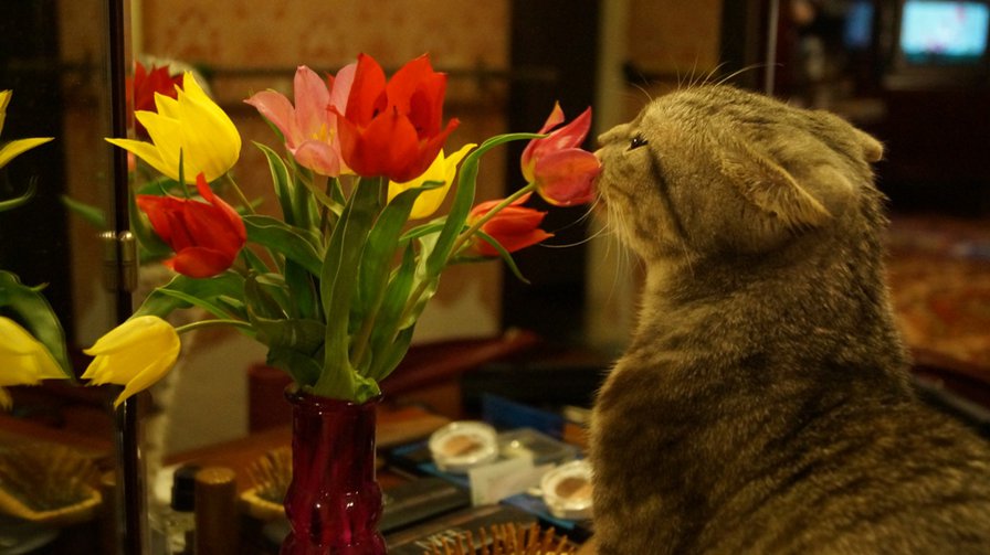 Тоша - котенок, животные, тюльпан - оригинал