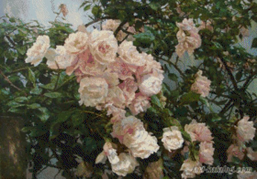 Roze - roze, kwiaty - предпросмотр