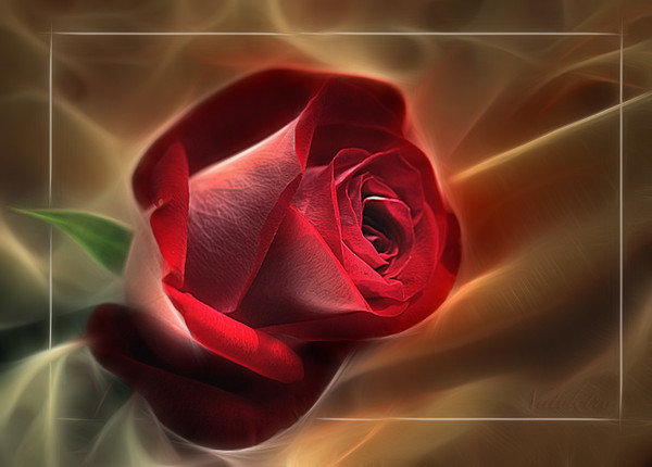 Roza - roze, kwiaty - оригинал