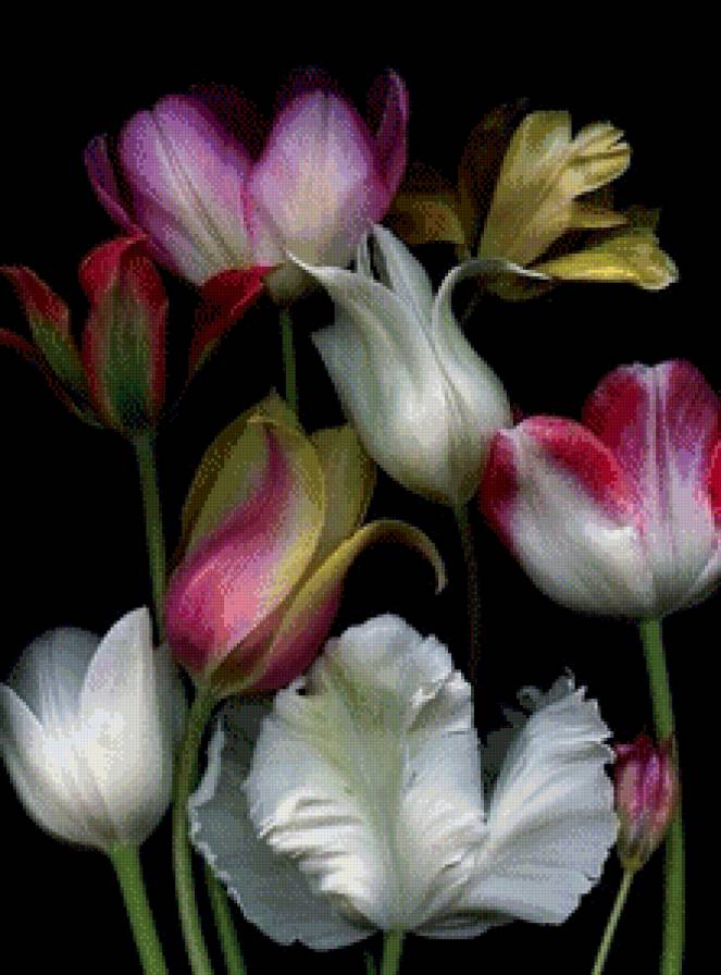 №637924 - тюльпаны, цветы - предпросмотр