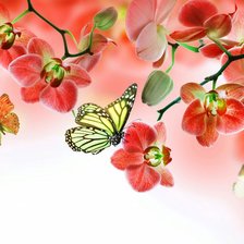 Оригинал схемы вышивки «бабочки и орхидеи» (№638044)