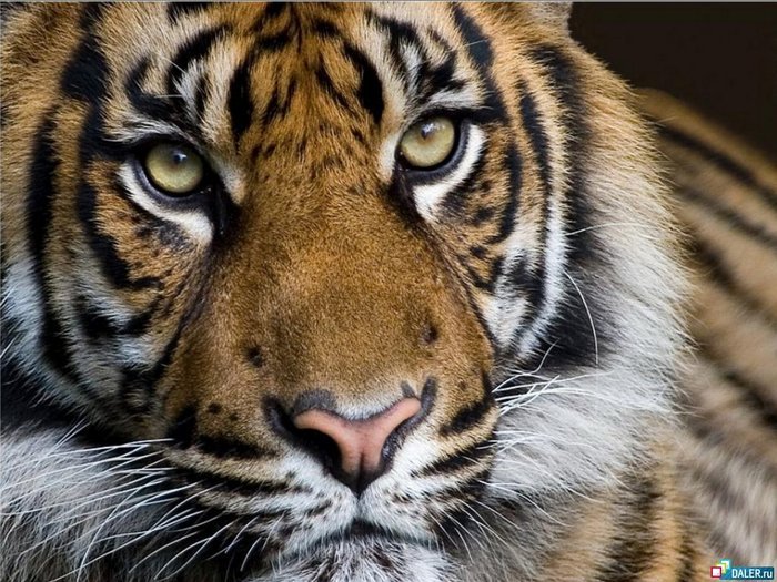 пронзающий взгляд - животные, тигр - оригинал