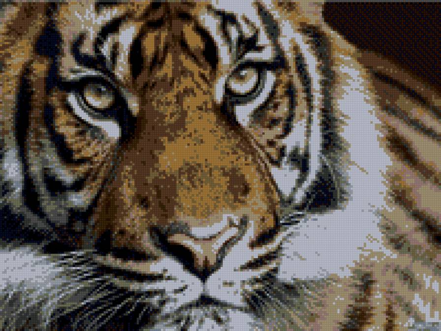 пронзающий взгляд - тигр, животные - предпросмотр