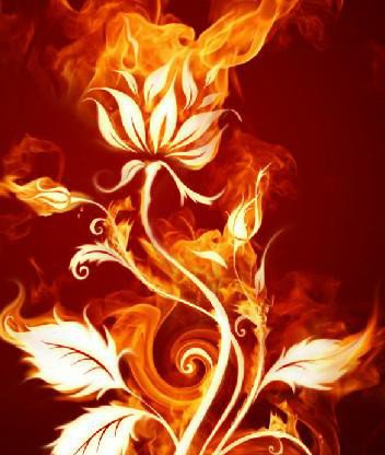 роза - цветы - оригинал