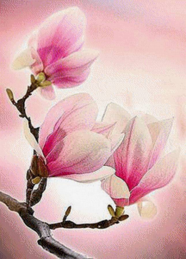Магнолия - магнолия - предпросмотр