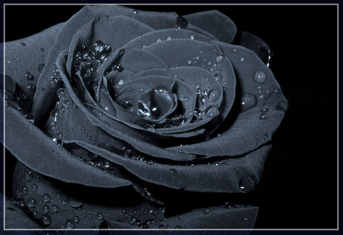 Чёрная роза - оригинал