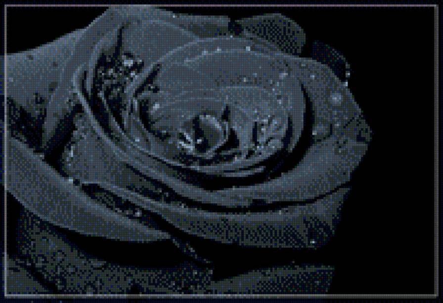 Чёрная роза - предпросмотр