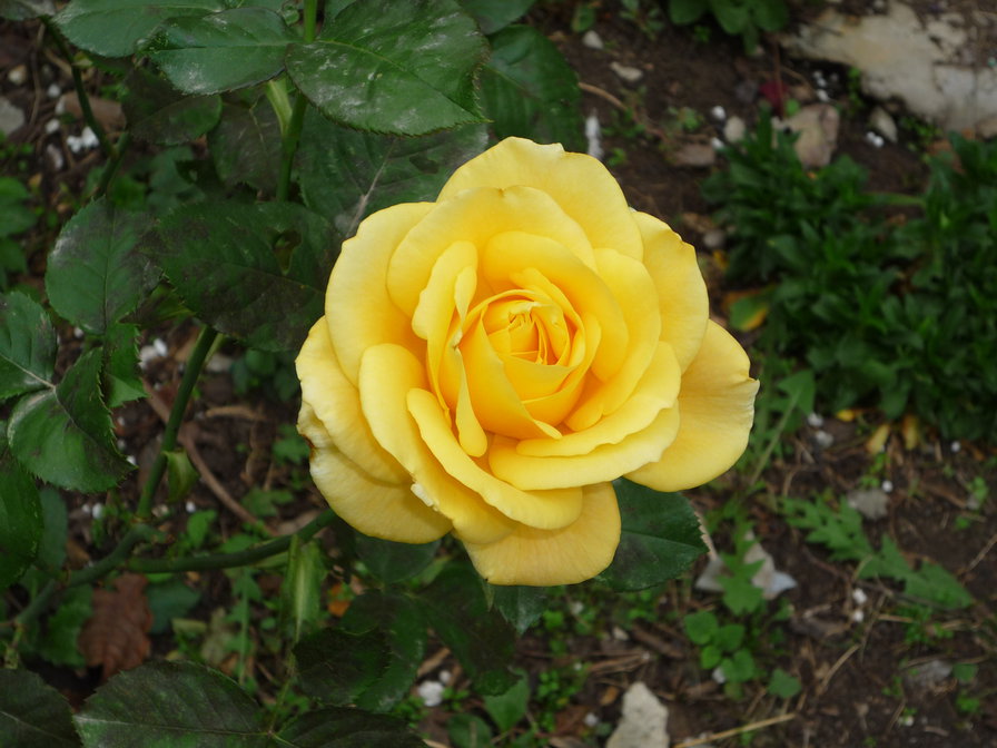 роза - розы, цветы - оригинал