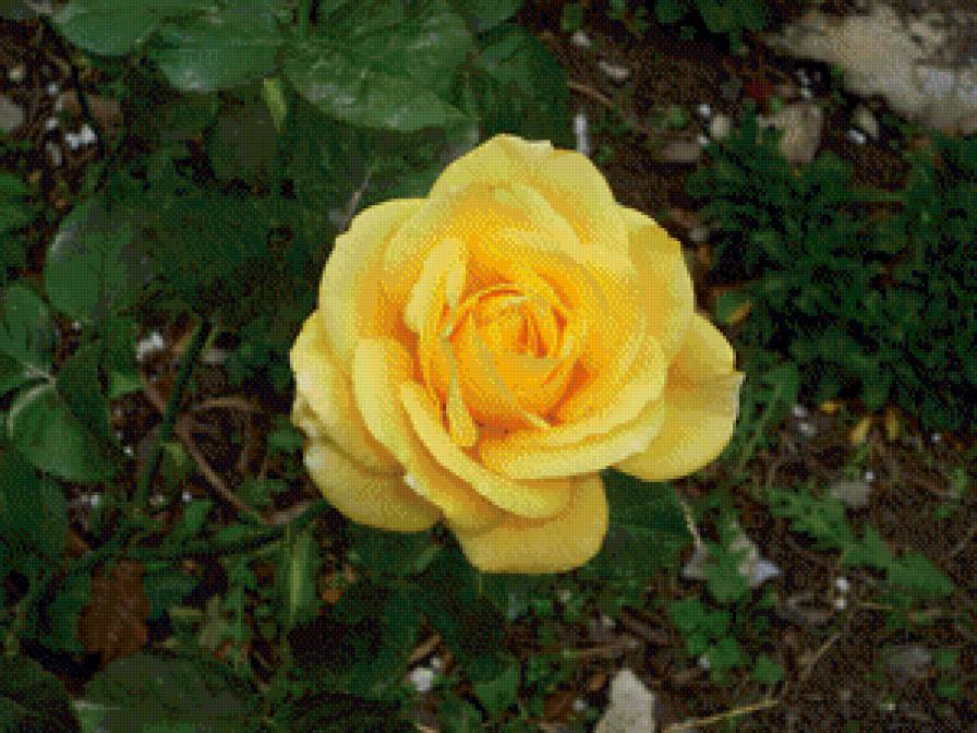 роза - цветы, розы - предпросмотр