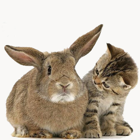 Кто это тут такой ушастый? - коты, зайчик, животные - оригинал