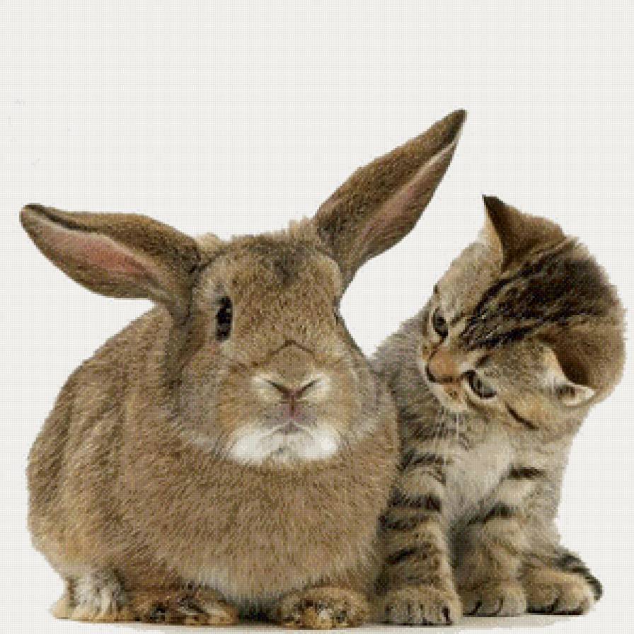 Кто это тут такой ушастый? - коты, зайчик, животные - предпросмотр