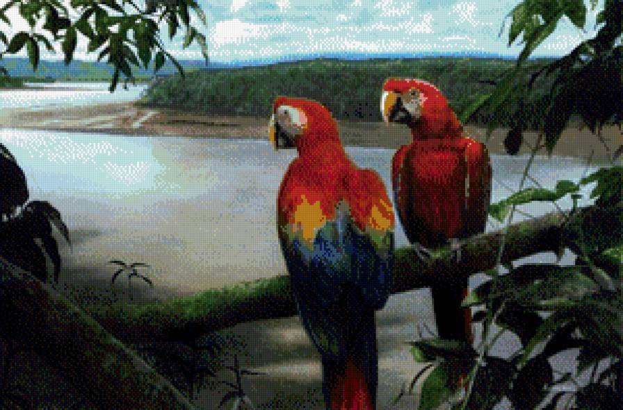 серия "птицы" - птицы.попугаи - предпросмотр