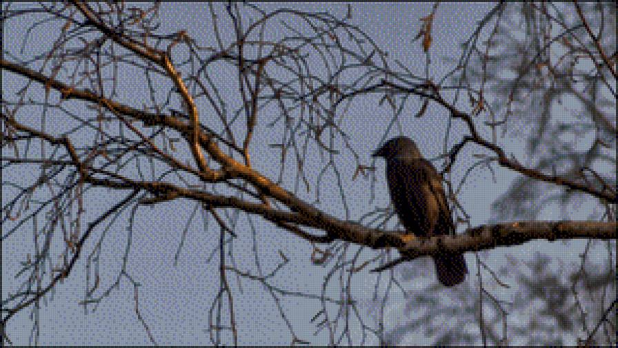 серия "птицы" - птица.грач - предпросмотр