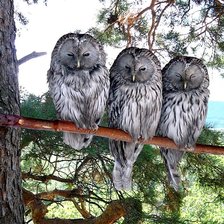 Три кумушки