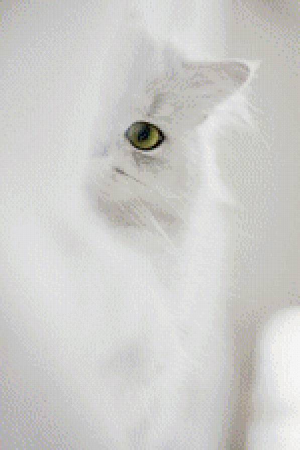 котик - животные - предпросмотр