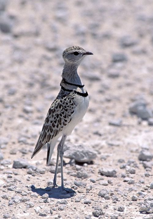 птица - птицы - оригинал