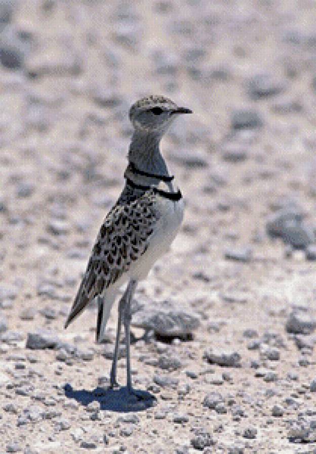 птица - птицы - предпросмотр