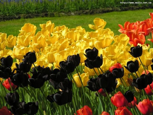 тюльпановое ассорти - тюльпаны, цветы - оригинал