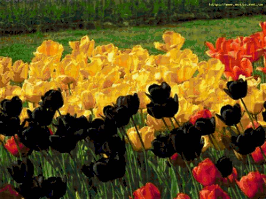 тюльпановое ассорти - цветы, тюльпаны - предпросмотр