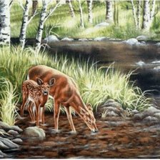 с мамой на водопой