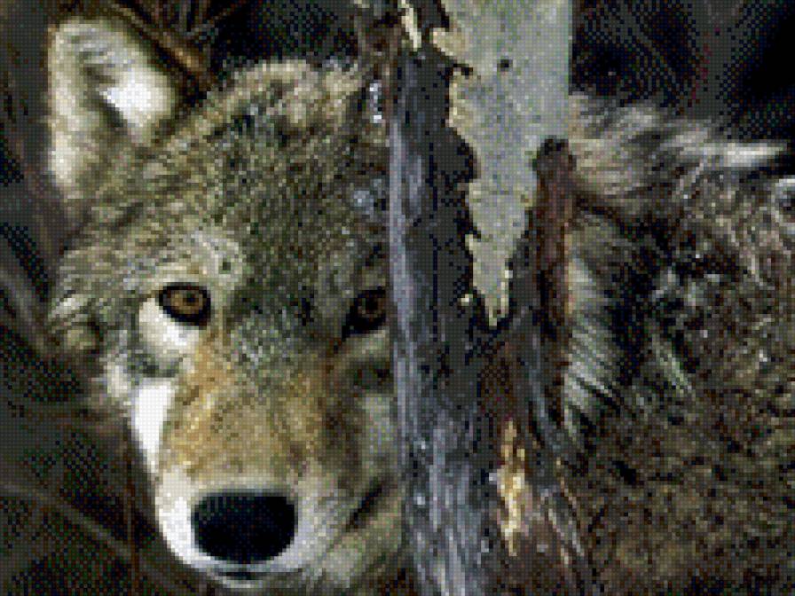 волк - волки - предпросмотр