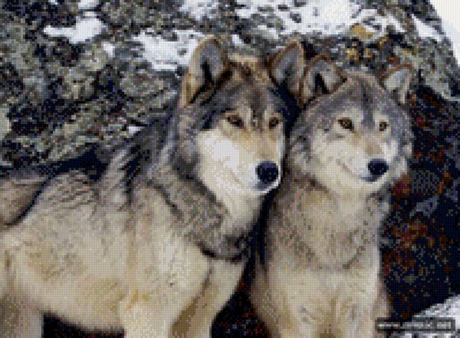 волки - волки - предпросмотр