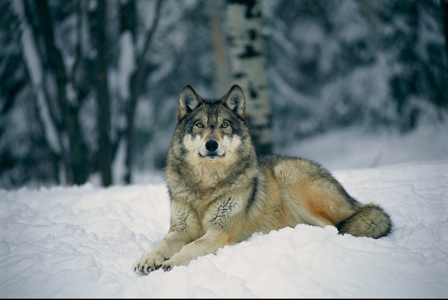 серия "волки" - животные. волк - оригинал
