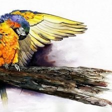 Схема вышивки «попугаи»