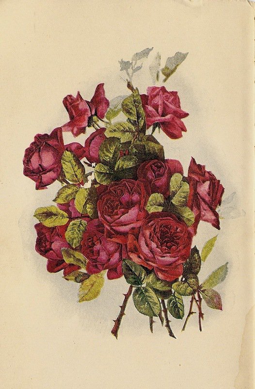 букет алых роз - цветы, роза, открытка, букет, ретро - оригинал