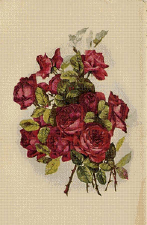 букет алых роз - открытка, ретро, букет, цветы, роза - предпросмотр