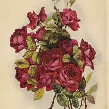 Оригинал схемы вышивки «букет алых роз» (№639613)