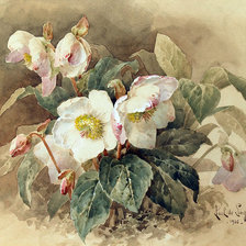 белые цветы