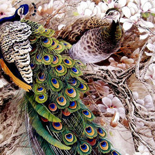 Схема вышивки «Пара павлинов»