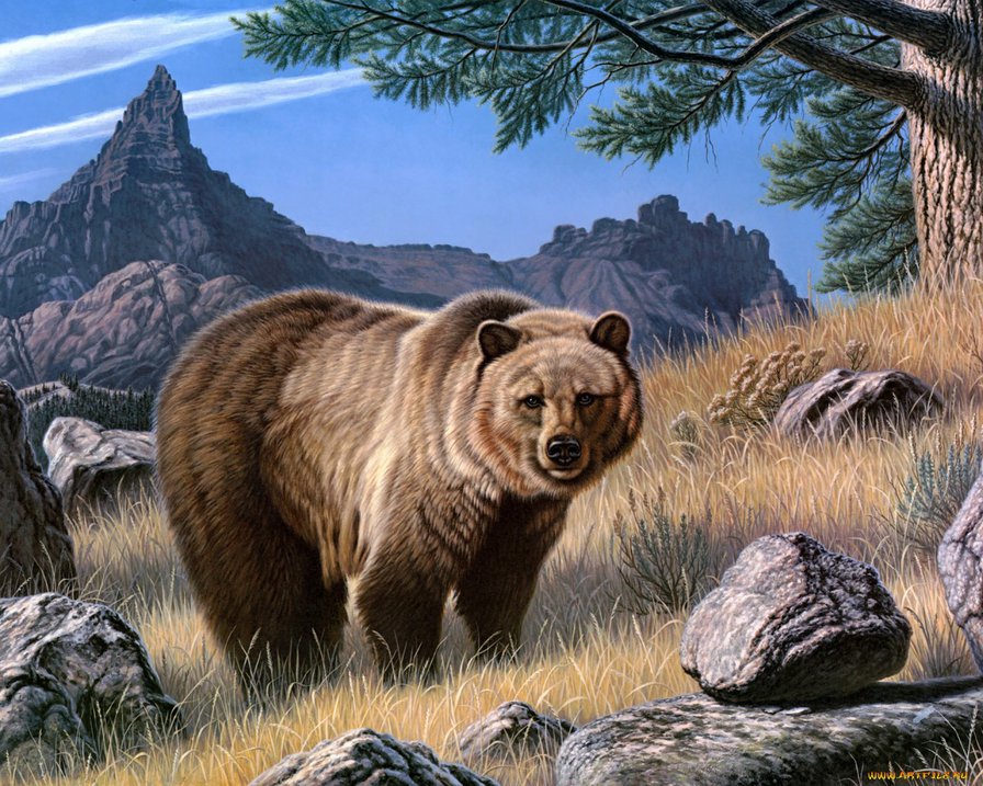 Мишка - животные - оригинал