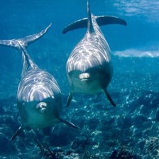 Схема вышивки «дельфины»